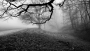 Dušan  Šándor  - Mystery Tree in Terhulpen