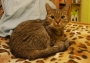 cat3