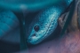 Trimeresurus insularis (White Lipped Phyton)