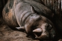 Rhinoceros unicornis