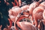 Phoenicopteru ruber