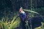 Casuarius casuarius