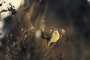 Zvířata - Fotograf roku Kreativita I.kolo - Sýkora