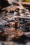 Zvířata - Fotograf roku Junior I.kolo - Káčátko 