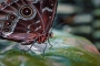 Zvířata - Fotograf roku Junior I.kolo - Morpho peleides