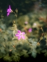 Rostislav  Jirků - In the grass