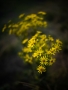 Rostislav  Jirků - Yellow flowers