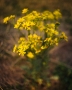 Rostislav  Jirků - Yellow in the grass