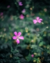 Rostislav  Jirků - The life of flowers