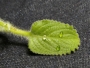 Elisabeth Kraus - Plectranthus amboinicus