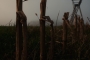 Pole