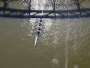 Regata