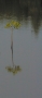 Mangrovník