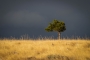 Solitér