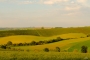 Ondřej Höhn - Vinohrad