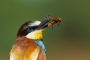 peter szalay - Volucella zonaria