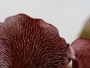 Sarracenia purpurea