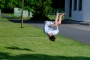 Salto