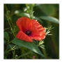 Papaver rhoeas