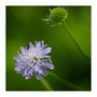 Trifolium pratense