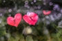 Sandra Wija - A Matter of Hearts