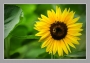 "Helianthus"