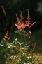 Kristýna Mládková - Astilbe