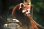 Květa Novotná -Panda červená