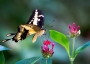 Makro objevující - Papilio Thoas