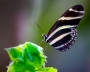 Jakub Šoulák - Heliconius Charithonia
