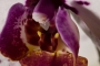 Tomáš Vandas - Phalenopsis