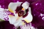 Tomáš Vandas - Phalenopsis II.