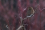 Northern Pygmy-Owl