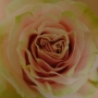 Helena Poulová - Rose Paper Work 