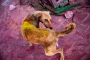 Alex Holzapfel - Holi Dog