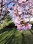 Laura Hylasová - sakura