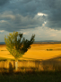 Oldřich Jan Červenka - Švestka