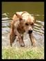 Pohyb bez motoru - Water dog