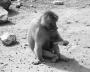 Černobíle… - Opicka, monkey