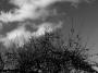 Strom s ovocem