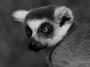 Lemur
