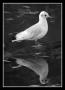 Monika Šilhánová - Seagull