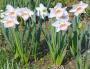 Narcisy
