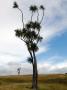Cabbage tree - Nový Zéland