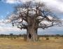 Denisa Wichterlová - Baobab, Tanzánie